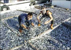 Hamsi küresel ısınma kurbanı