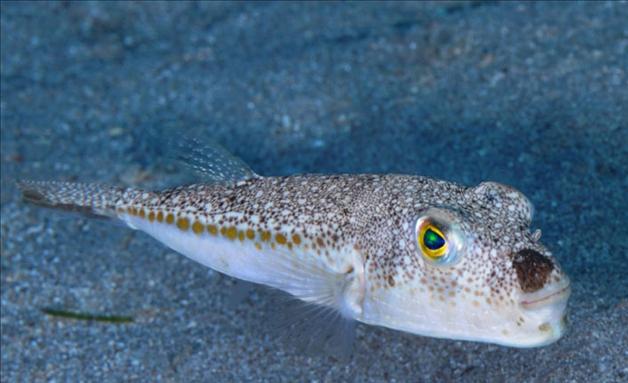 Balon balığı avcılığında destek koşulları belirlendi