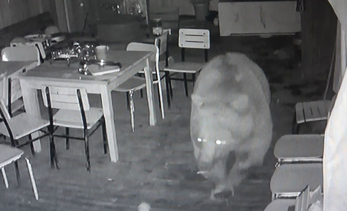 Trabzon'da alabalık tesisine dadanan ayı bu defa da pencereden girdi