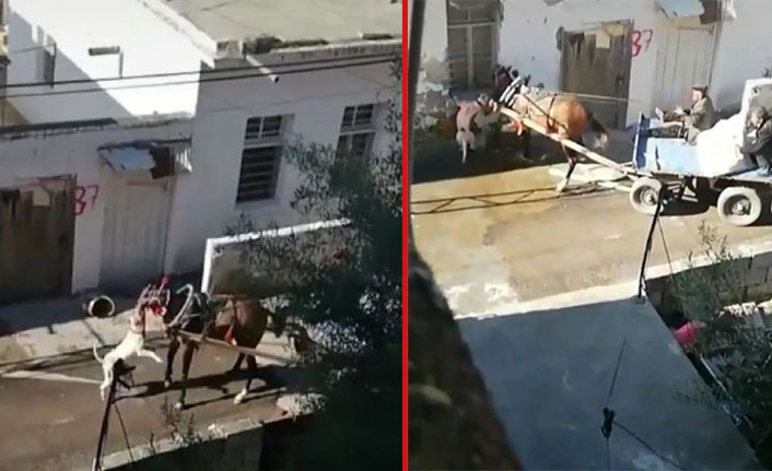 Sahipsiz pitbull dehşeti! Bu kez de ata saldırdı