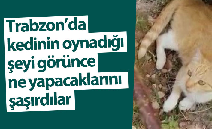 Trabzon'da kedinin oynadığı kertenkeleyi görünce şaşırdılar