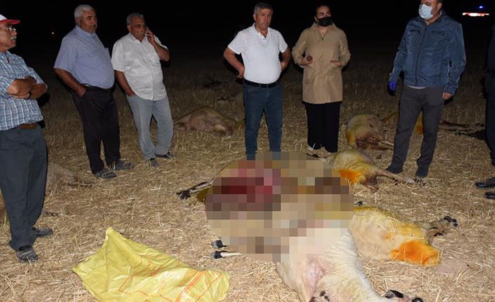 O suyu içen 164 koyun telef oldu