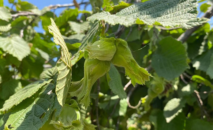 Fındık ihracatından 1,76 milyar dolar gelir
