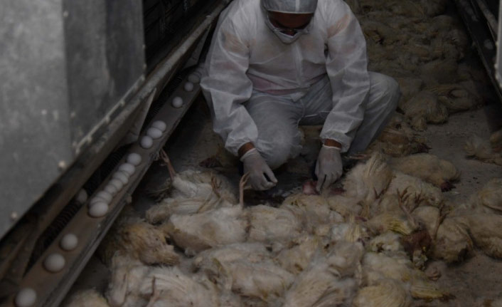 Tavuk çiftliğinde yangın çıktı: 10 bin tavuk telef oldu