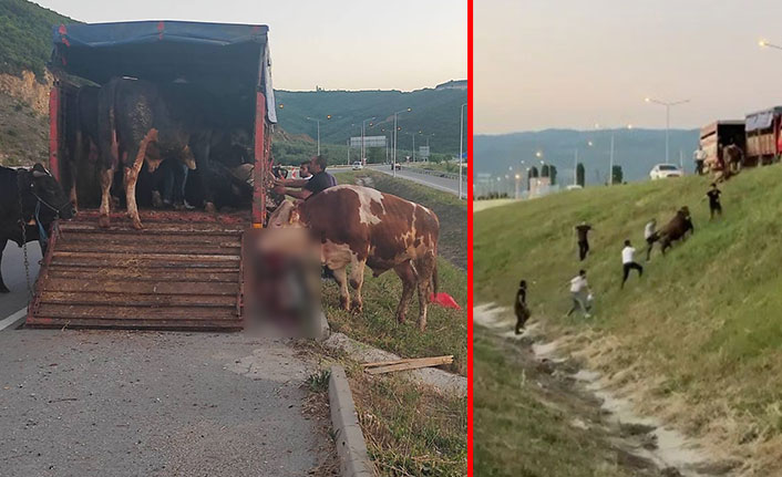 Kamyonetin kasasını parçalayan boğalar trafiği birbirine kattı