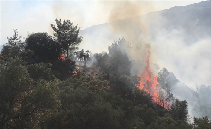 Zeytinlik ve ormanlık alandaki yangın kontrol altına alındı