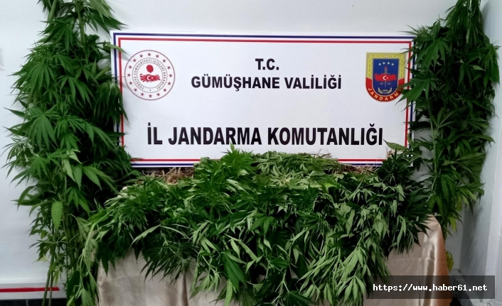 Gümüşhane'de operasyon! Kenevirleri sularken yakalandı