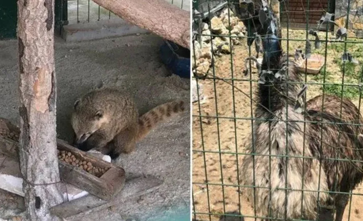 12 yasaklı hayvan ele geçirildi