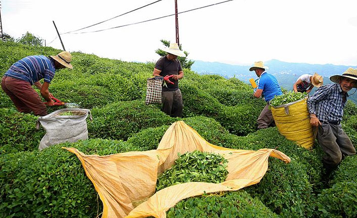 Çay ihracatından yılın ilk yarısında 10 milyon dolar gelir!