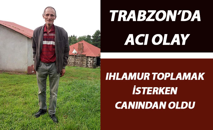 Trabzon'da acı olay! Ihlamur toplamak isterken canından oldu