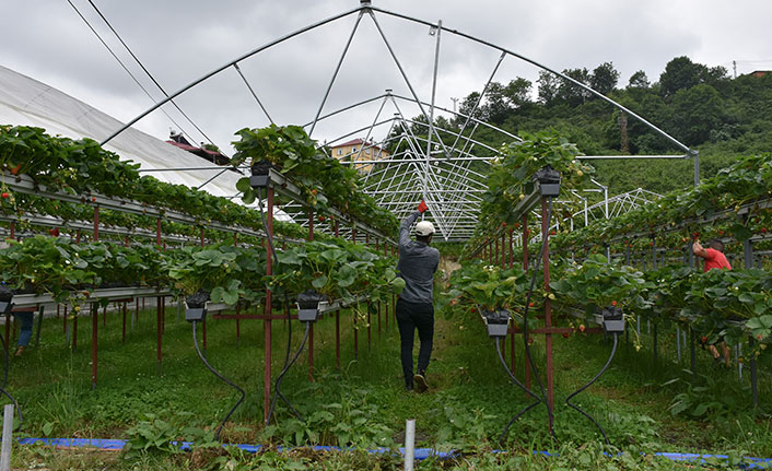 Trabzon'da fındık ve çaydan sonra o ürün hedefte!