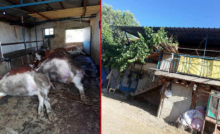 Ahırda akıma kapılan inekler telef oldu