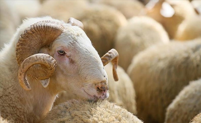 Diyanetten kredi kartıyla kurbanlık alacaklara 'faiz' uyarısı