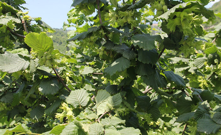 İhracatçıların Fındık rekolte tahmini 16 Temmuz’da