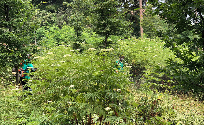 Boztepe'de yabani ot ve diken temizliği