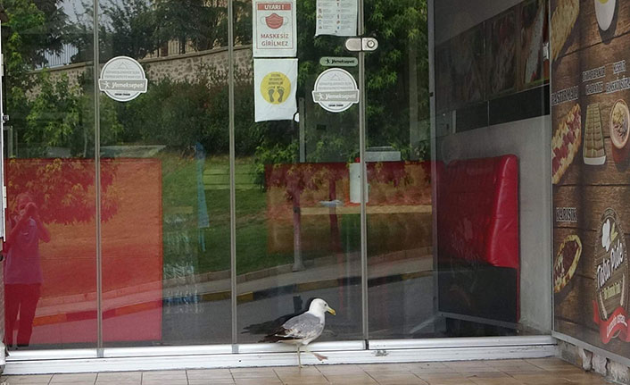 Trabzon'da aç kalan martı pidecinin kapısında bekledi