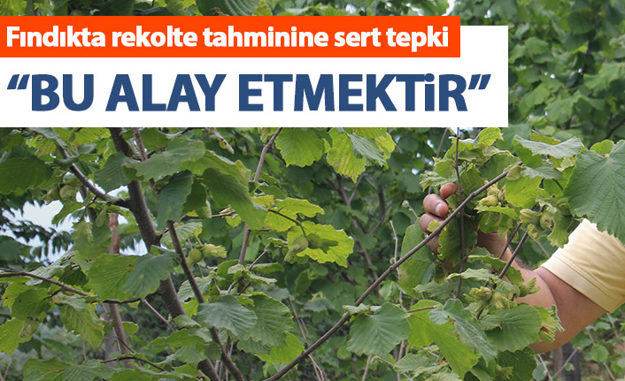 Fındıkta rekolte tahminine sert tepki: Bu alay etmektir!