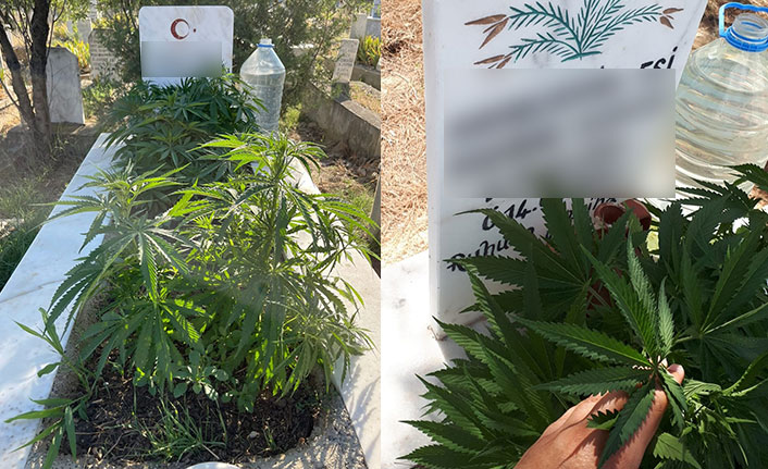Anneanne ve dedesinin mezarına kenevir ekti!