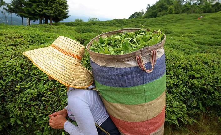 Çaykur'dan Bayramda çay alımı