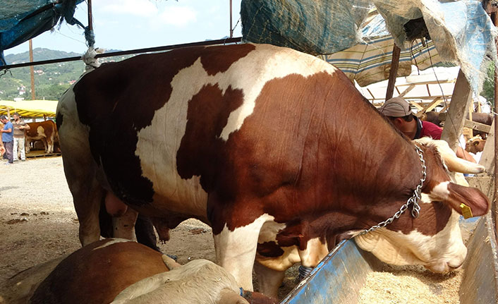 Trabzon'da 1 tonluk boğa 'Paşa'ya alıcı çıkmadı