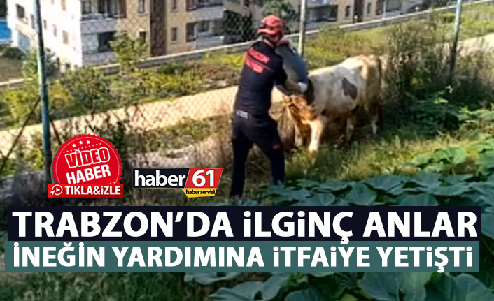 Trabzon'da ilginç anlar! Kafası bidona sıkışan ineğe itfaiye müdahale etti