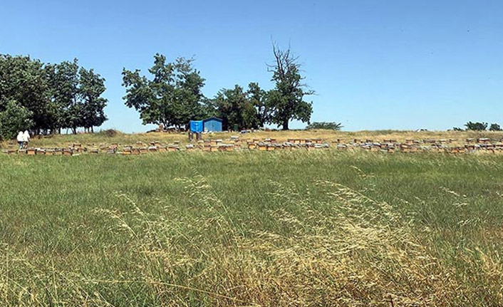 Tekirdağ'da arılar saldırdı! 1 Ölü 4 yaralı