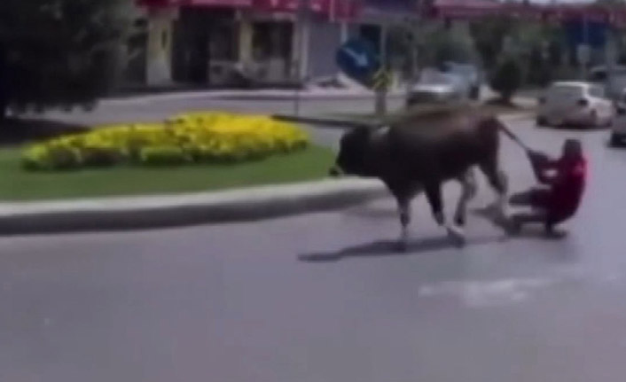 Kaçan danayı durdurmak isterken metrelerce sürüklendi