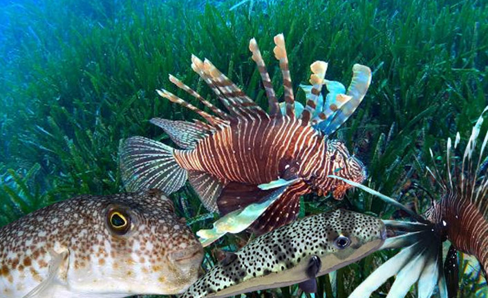 Kızıldeniz'den, Akdeniz'e göçen balık türü 65'e çıktı