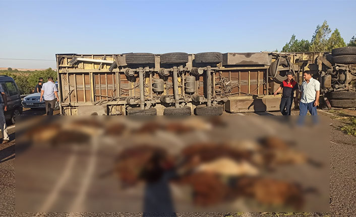 Tır şarampole devrildi: 42 küçükbaş telef oldu