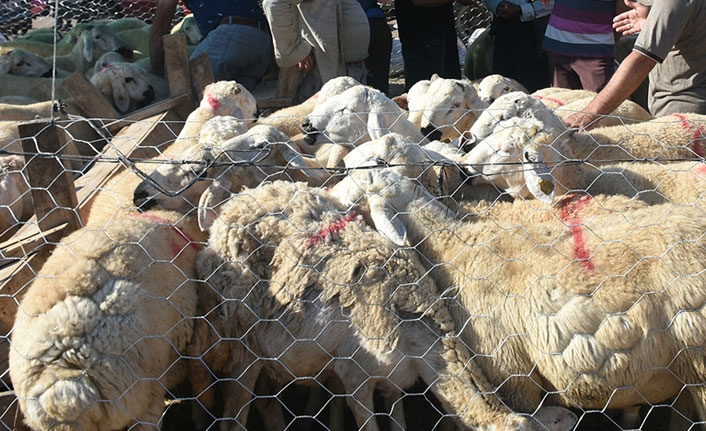 Bakan Pakdemirli'den satılamayan kurbanlık müjdesi