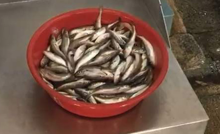 Trabzon'da mezgit tarihinin en yüksek fiyatını gördü