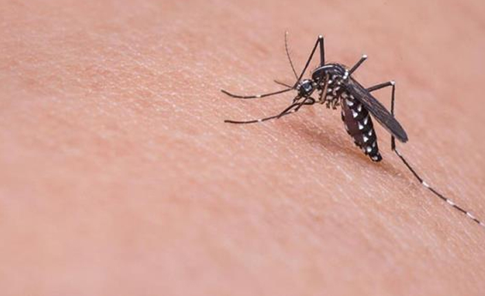 Korkulan oldu! Asya Kaplan Sivrisineği Trabzon dahil 13 ilde daha görüldü