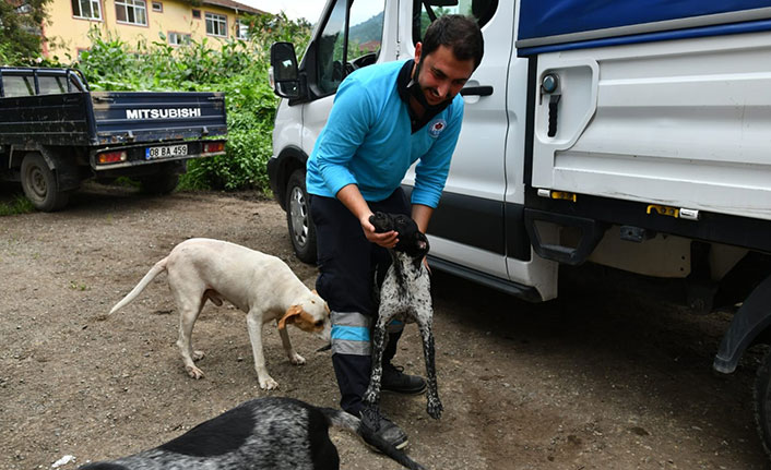 Selde kurtarılan hayvanlara Trabzon Belediyesi sahip çıktı