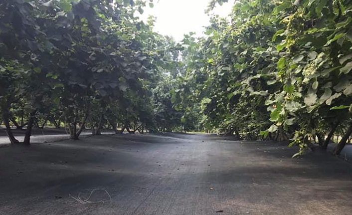 Trabzon’da 2021 fındık hasat tarihleri resmen açıklandı