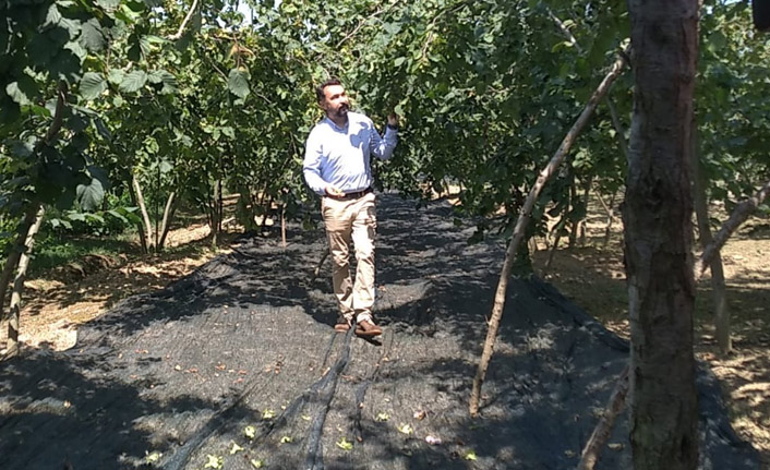 Ferrero Fındık örnek bahçede fındık hasadı sezonunu açtı