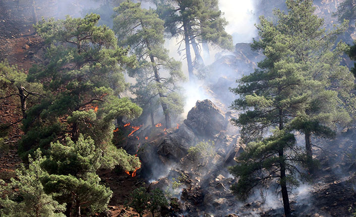 Kayseri'deki orman yangınında sigara izmariti şüphesi