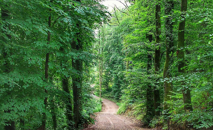 Ormanlık alanlara girmek yasaklandı