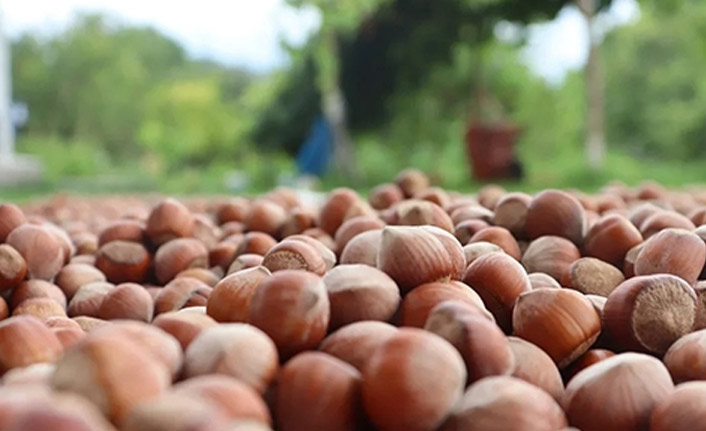 FİSKOBİRLİK fındık alım tarihini açıkladı