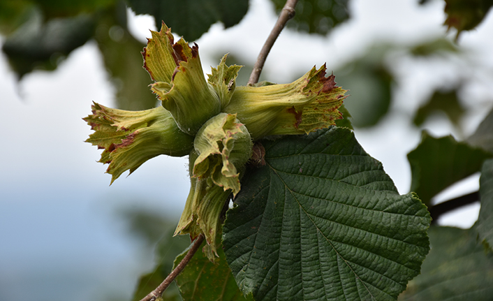 Trabzon'da fındık üreticilerine önemli uyarı