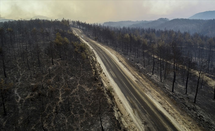 Yanan ormanları canlandırmak için fidan bağışı kampanyası