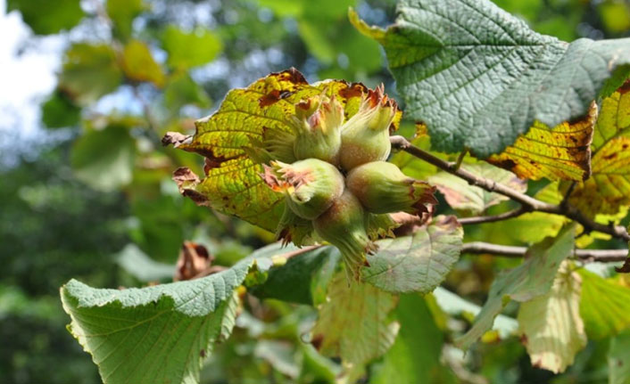 Üretici hasata hazırlandı, fındık fiyatlarını beklemeye başladı