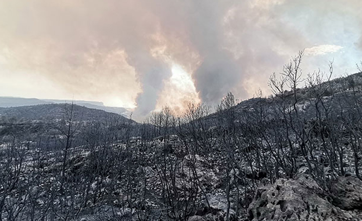 Türkiye'deki yangınlarla ilgili ilk tutuklama