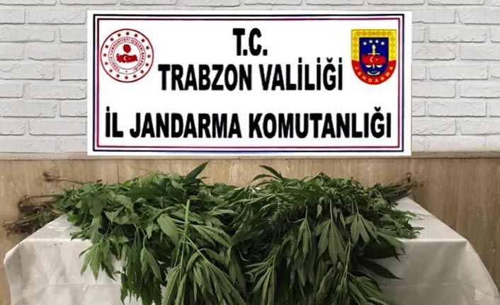 Trabzon'da kenevir ele geçirildi