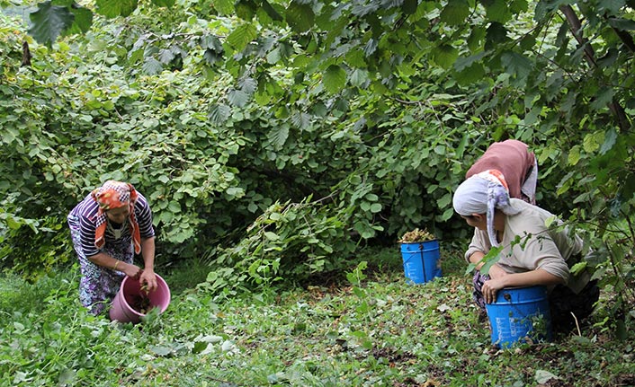 Trabzon'da fındık üreticisine acil çağrı! “Daldan değil, yerden toplayın”