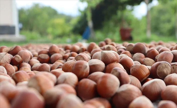 "Fındıkta erken hasat zarara neden olacak!"