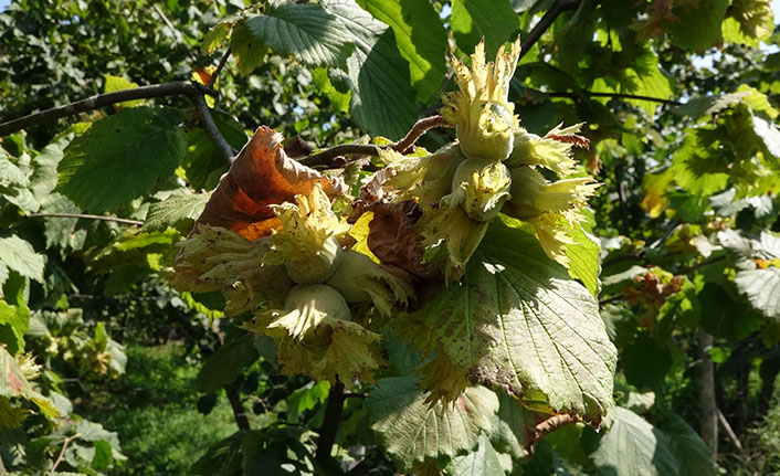 Dünya Fındık Haftası ilk kez Trabzon’da kutlanacak