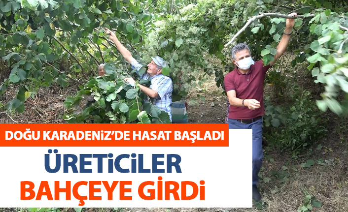 Doğu Karadeniz'de fındık hasadı başladı