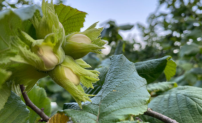 Fındık üreticisine uyarı! Fiyat almadan satmayın