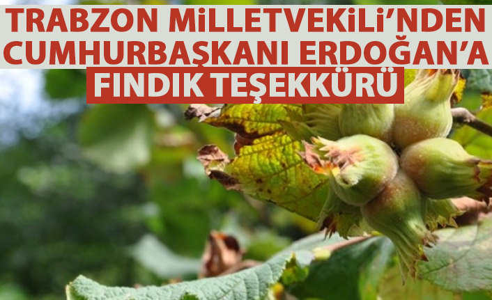 Trabzon Milletvekilinden Cumhurbaşkanına fındık teşekkürü