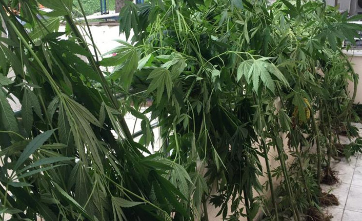 Trabzon'da hint keneviri ele geçirildi